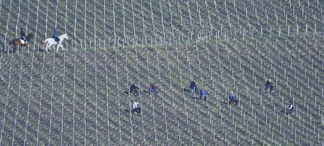 2021: annus horribilis dello Champagne francese