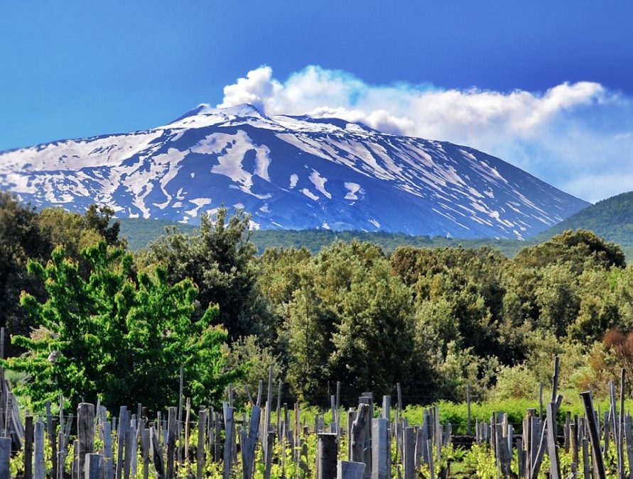 Sicilia: il vitigno biologico più grande d’Europa