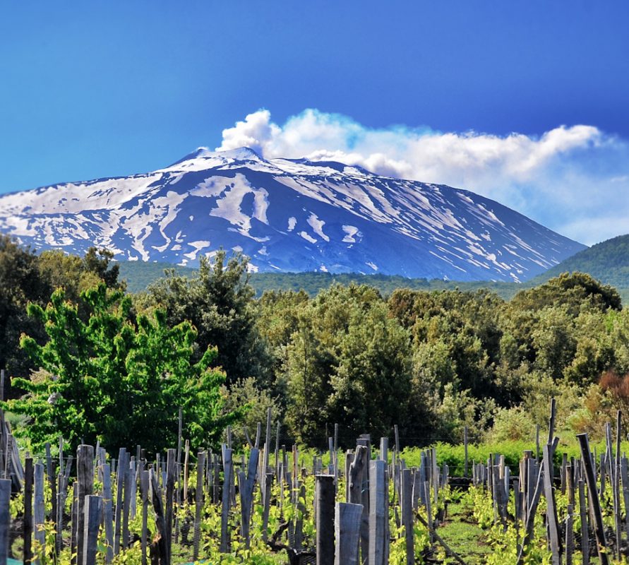 vini_delletna-891×800 Sicilia: il vitigno biologico più grande d'Europa. La Regione punta tutto su una produzione che rispetti uve, tradizione e territori