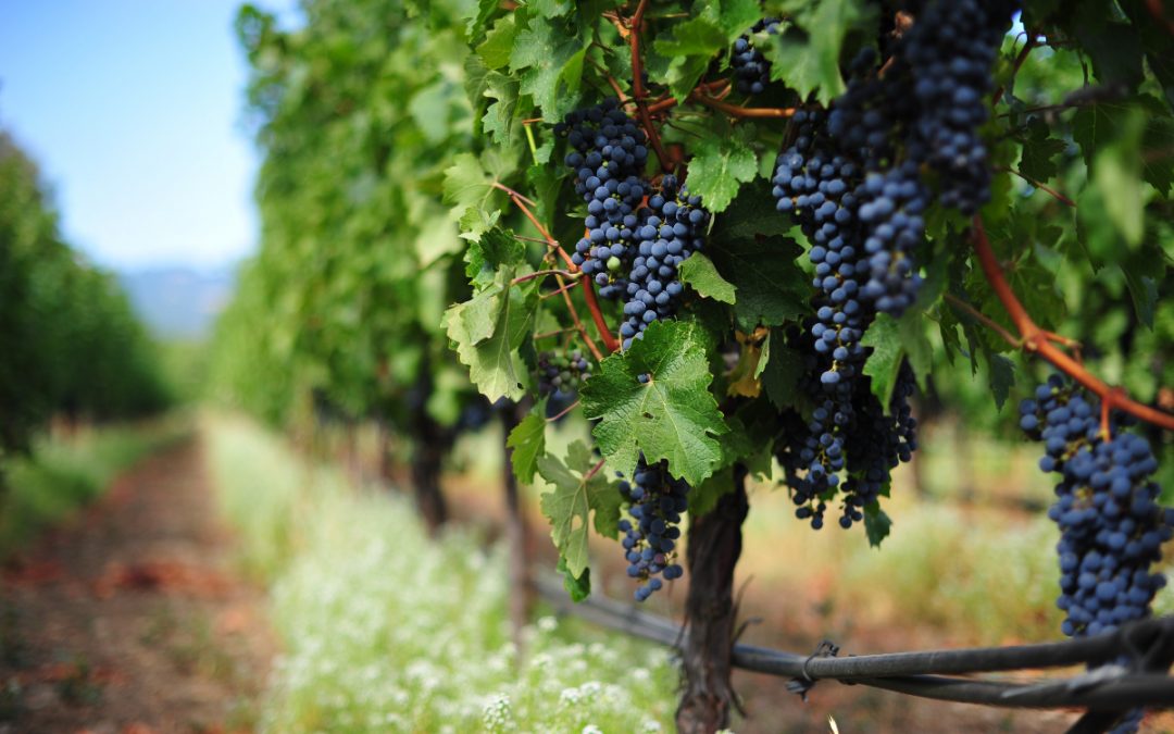 Il vino biologico italiano è in pieno boom