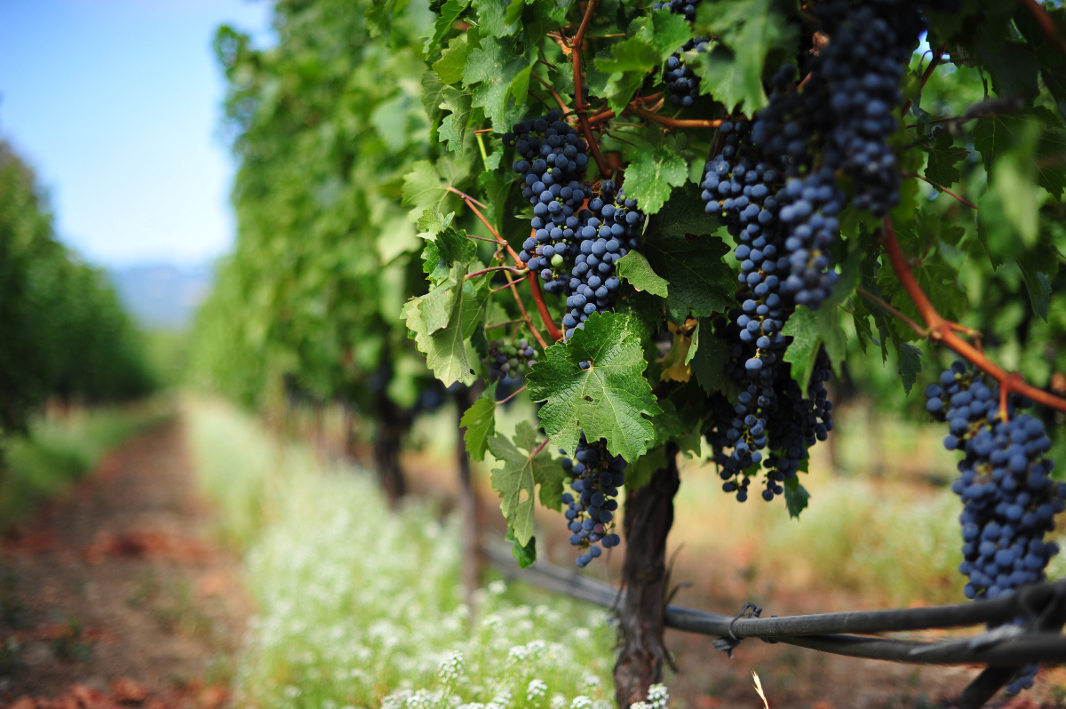 Il vino biologico italiano è in pieno boom