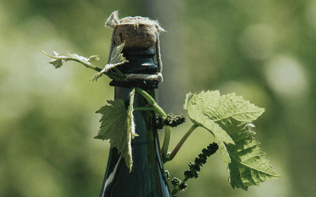 Telmont: un sogno di sostenibilità tra le vigne dello Champagne