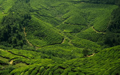 Perché il tè è una delle bevande più complesse al mondo