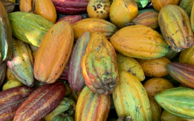 Come leggere una tavoletta di cioccolato di qualità